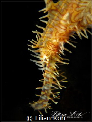 A D O R N
Ornate Ghost Pipefish by Lilian Koh 